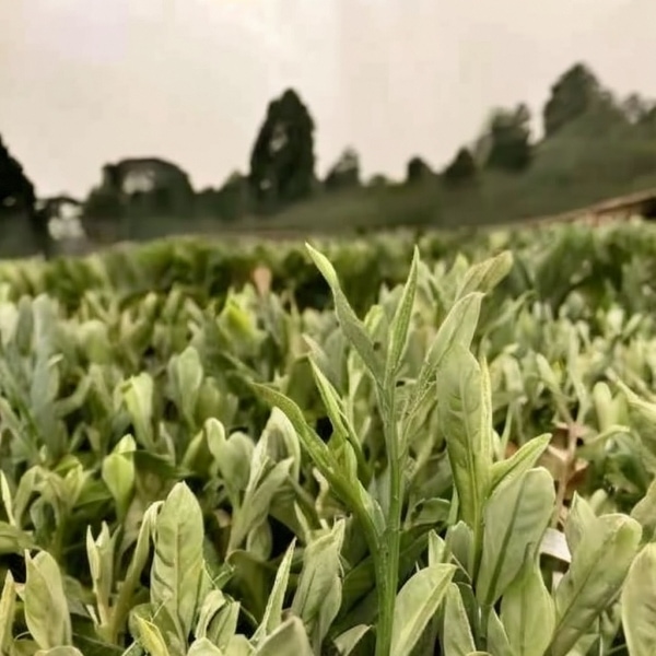 当心！喝安吉白茶的九大神奇功效让你惊叹不已