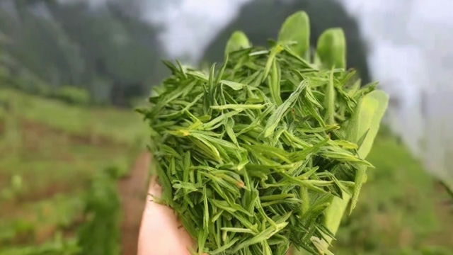 探寻白茶之美：散茶、饼茶、白茶，三者异同揭秘