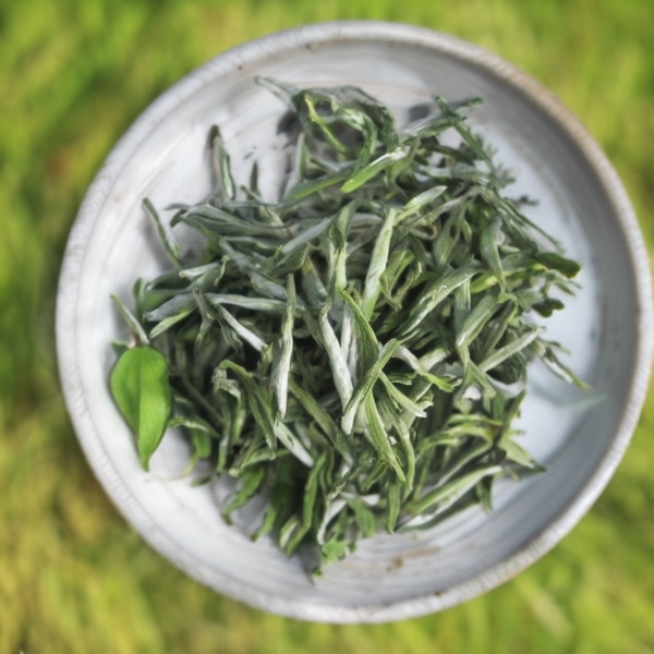 探讨白茶品质：历经时光的精髓，是否真能随之提升？