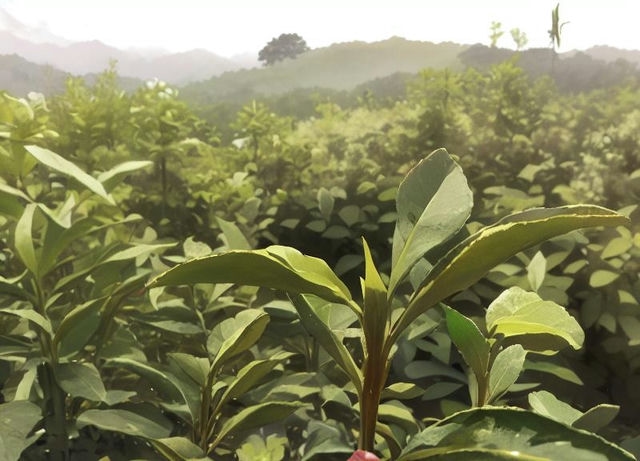 珠茶出口代号：振兴传统，拓展国际市场，助力中国茶叶走向世界舞台